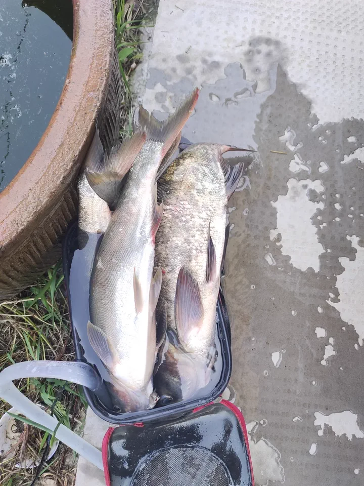 天元鲢鳙饵
