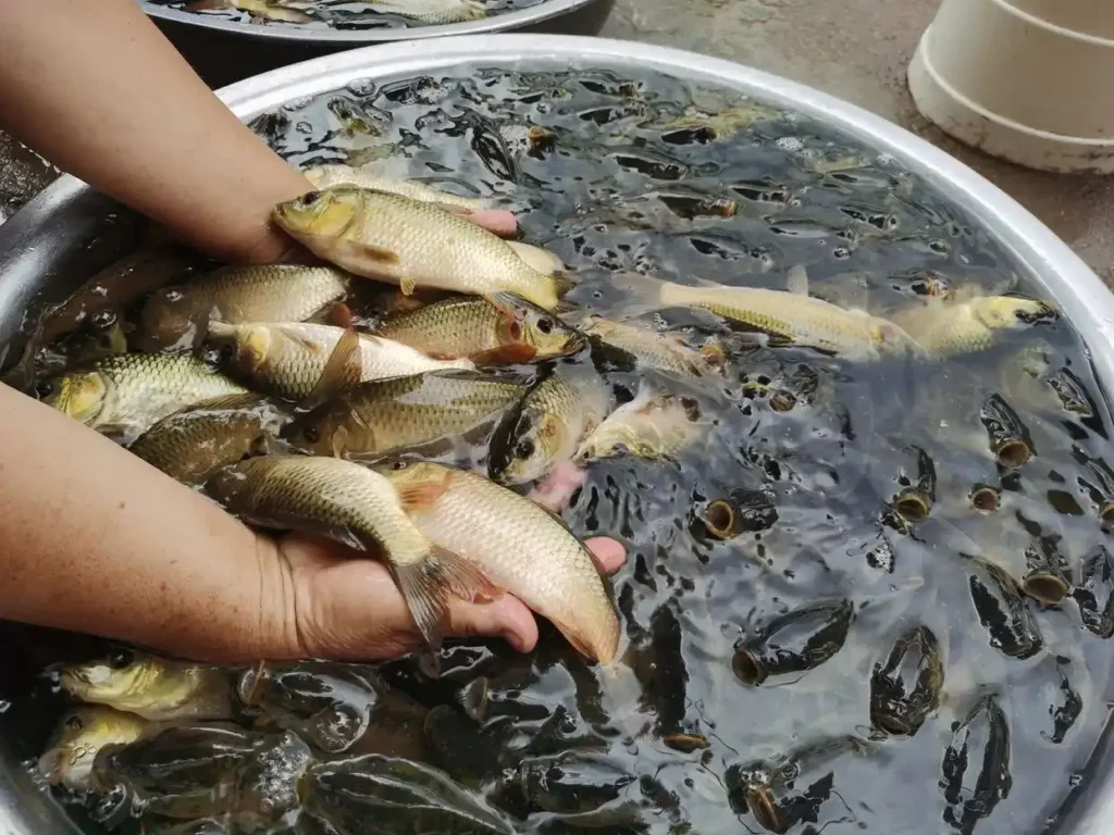 盛夏钓鱼技巧